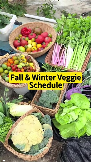 Fall & Winter Garden Veggie Planting Schedule