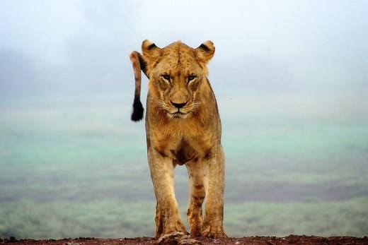 11 Lioness Spiritual Meanings And Symbolism (Spirt Animal)