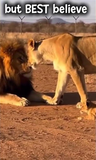 Nature knows!!! 🦁 #shortvideo #trending #love #motivation #edit #explore #animals #new