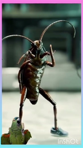 **COCKROACH CONCERT! 🎶 They are the Best Dancers in the World! #viralshort #avmviralmoments #funny