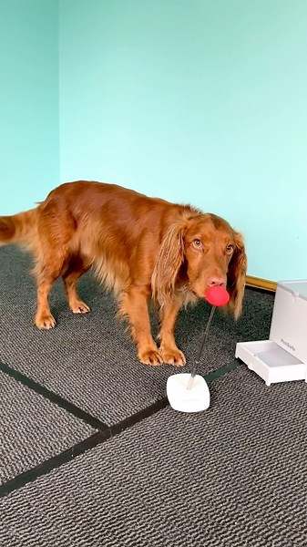 Emily Anderson on Instagram: "Leo absolutely loves his Teach and Treat Remote Reward Trainer from @petsafe_uk It’s great for putting value in your dog working away from you and rewarding them at a distance whether in agility, hoopers, scentwork or trick training! #petsafe #petaccessories #reward #positive #positivereinforcement #dogtraining #dogtrainer #training #teaching #learning #lovedogs #target #bow #puppies #puppylove #dogtrainingtips #instadog #goodboy"