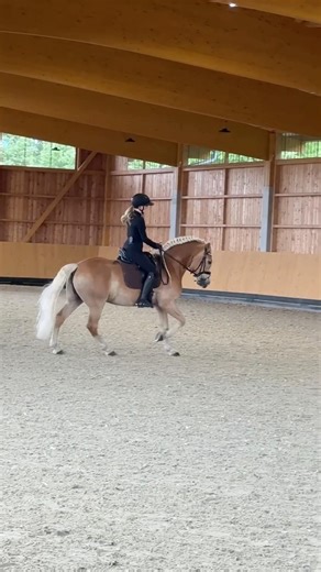 Training update ⭐️🚀 #haflinger #dressage
