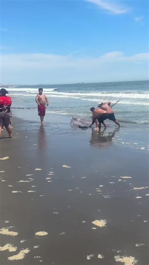 Terrible temblor que se viene !!! #pezremo #fyp