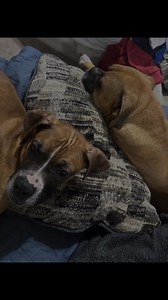 💥UPDATE: ADOPTED❤️ Next up on the list of 🍂thankful and grateful🍂 dogs is 9 month old PATCH. 🧡 This little dude is 1 of the 7 puppies BARC rescued from a horrendous situation last week. It goes without saying Patch is grateful for BARC, his foster home, canine foster siblings, the veterinary staff that treated him and comfy beds! 🛏 Check out his update below.🥰 Patch is slowly coming out of his shell. He is still a very timid dog but he doesn’t freeze at doorways like he initially did when 