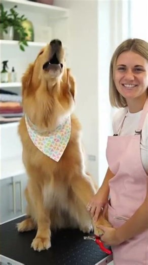 Dramatic Golden Retriever Screams at Groomer — Before It Even Starts