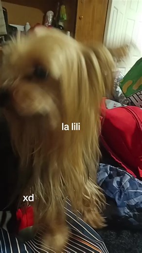 Videos de Alexis_gallina (@alexis_gallina0) con “The HampsterDance Song - Hampton the Hampster”