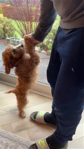 Cherry the Cockapoo (2m29d) Practising Her Sit Command – 09 Dec 2025 🐾