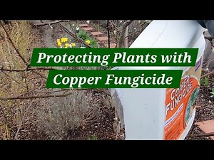 Protecting trees and plants with copper fungicide #gardening #garden #tree ‪@gardeningwithNaomie‬