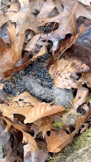 Found the poo tree #ranchlife #coyote #scat #elderberry #dog #forest #wildlife #nature