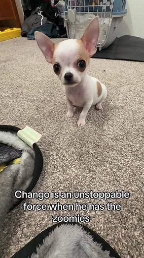 Chango's Adorable Puppy Zoomies!