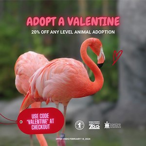 Gift your valentine something WILD! 💞 Now through February 14, 2024, receive 20% off all animal adoptions levels from our Guardian of Wildlife program! Use promo code VALENTINE at checkout. Visit https://bit.ly/3DYdCVe to adopt today! The code is limited to one adoption per person. Promotion ends Wednesday, February 14, 2024. | Turtle Back Zoo