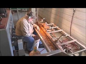 Shepherd Farms Pecan Processing
