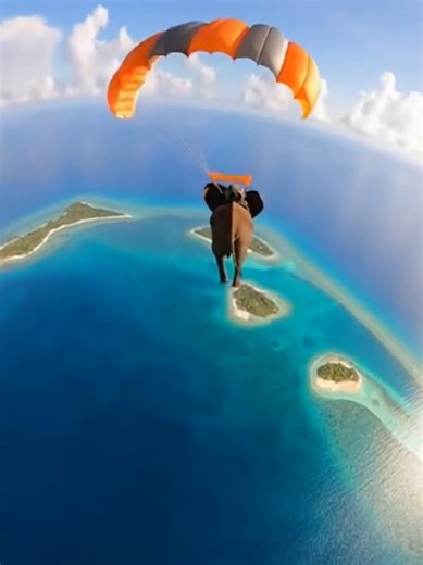 Experience Elephant Paragliding Adventures