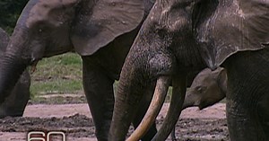 Secret Language of Elephants