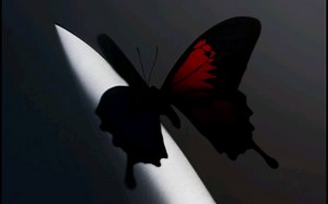 Post Malone - Lemon Tree (Instrumental)(伴奏)