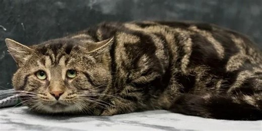 'Very sad and depressed' cat adopted after becoming a viral sensation