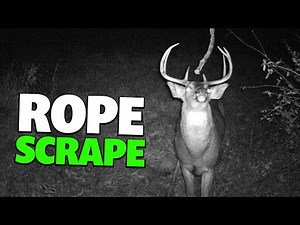 Steps to a Successful Rope Scrape for Whitetail Deer