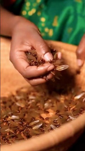 This Tribal Women Catch 10,000 Insects in 1 Hour And EAT Them!😱 #tribalfood #triballife