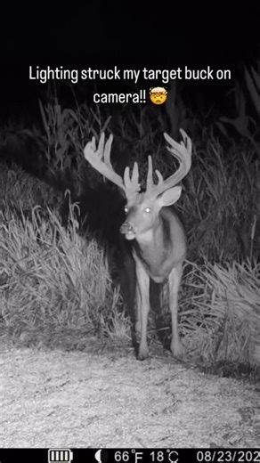 🎯Bowmar Bowhunting🎯 | This has to be craziest trail Cam video ever captured! 😳🤯 #deer #bigbucks #whitetail #lightning | Instagram