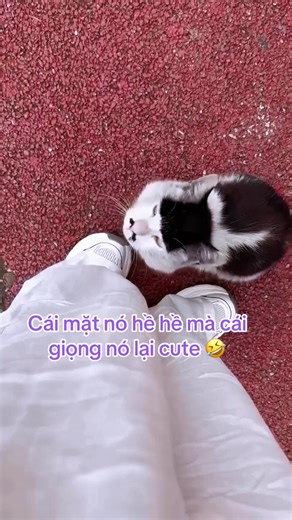 Cắt Tóc Mèo Xinh Xắn với Phong Cách Thú Vị