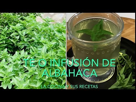 Como hacer TE O INFUSIÓN DE ALBAHACA. (Y PARA QUE SIRVE)