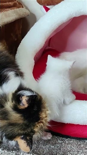 Everyday life of kitten Dino. 1 #shorts