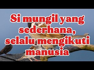 Kesederhaan: Burung gereja #ekosistem #fauna