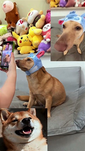 Pet Happy Planet!Dog