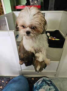 Dogs & Puppies for Sale in Keady, County Armagh - Gumtree