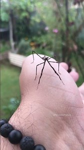 Archimantis latistyla known a stick mantis . #mantis #insect #prayingmantis