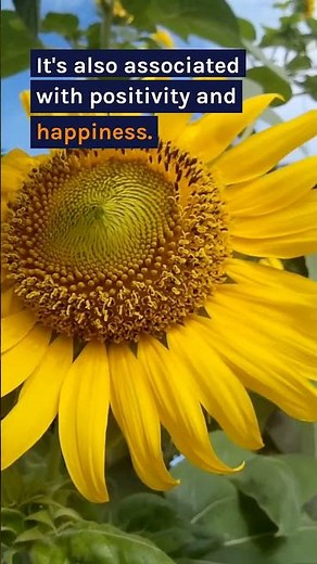 Sunflower Symbolisms Decoded