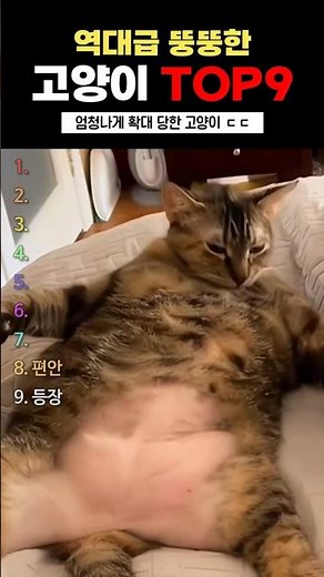 역대급 뚱뚱한 고양이 TOP9