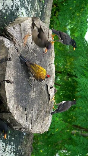 flying birds for cats to watch