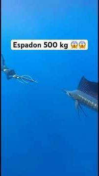 Le plus gros espadon de ma vie au harpon 😱 💵 #animaux #fishing #nature #ocean #poisson