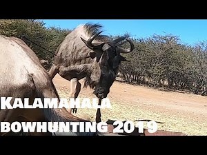 Kalamahala bowhunting, South Africa, day 1 (Blue wildebeest and warthog)