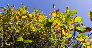 autumn changes on rowan trees on a sunny day, beautiful changes in the color of rowan foliage in the autumn season Stock Video