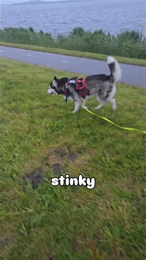❌ NO to wet & heavy leashes! 🌧️ #dogwalk #biothane #doggear #honden #dogtraining