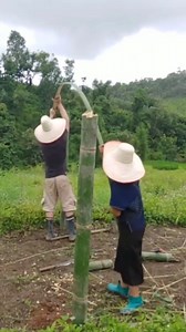 1.8M views · 25K reactions | ¿Sabes cómo se dobla el bambú sin romperse | Ángel Trujillo - Canta Autor | Facebook