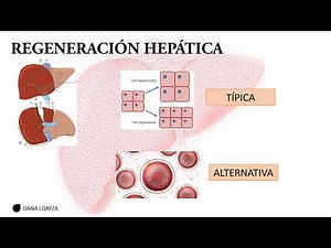 REGENERACIÓN HEPÁTICA