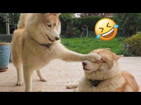 You CAN'T Stop Laughing at These FUNNY DOGS 😂🐶 Funniest Dog Compilation 2026 #4