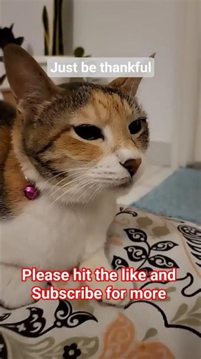 Just Say Thank You 😭🐾 #cat #funny #fyp #meme #cutecat #catshorts #thestupids #kitty #catdaddy #mycat