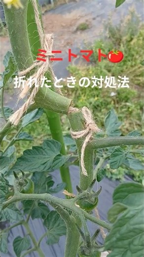 折れたミニトマト・諦めないで復活します！家庭菜園