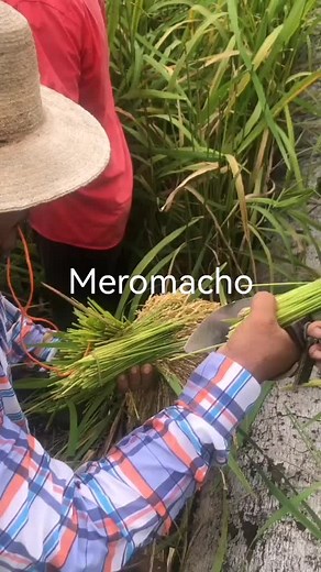 Harvesting Rice: A Step-by-Step Guide | TikTok