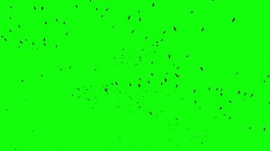 Flock Of Birds Flying On Green Screen Stock Motion Graphics SBV-347622885 - Storyblocks