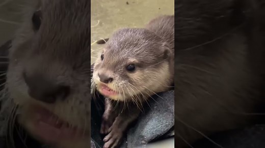 Asian small-clawed otters splash and play together