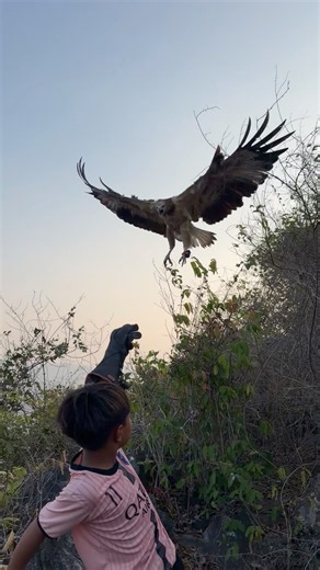 A beautiful bond in nature between Tarzan boy and the eagle king #animals #nature