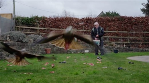 Red kites: Watch as red kites swarm garden for leftovers