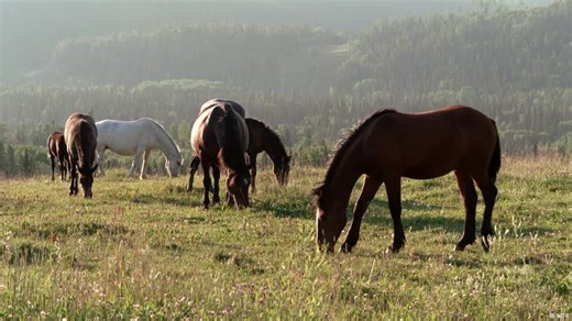 Alberta's Wild Horses: A battle over land and legacy