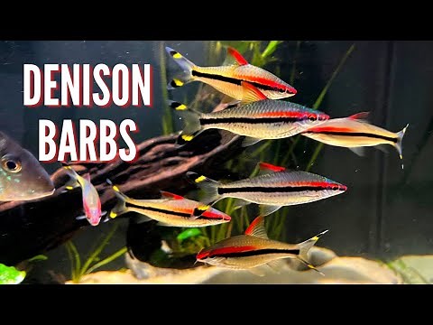 Denison Barbs (Roseline Shark) | Care Guide & Species Profile
