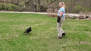 Watch as Kinsey the Turkey Vulture goes on a walk with our Naturalist Cheryl and learn about what makes them so special! | World Bird Sanctuary